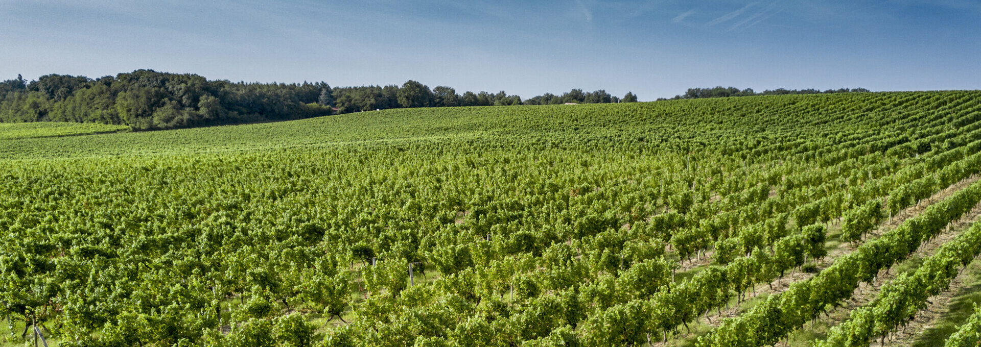 Château Bellevue la Forêt et son domaine viticole